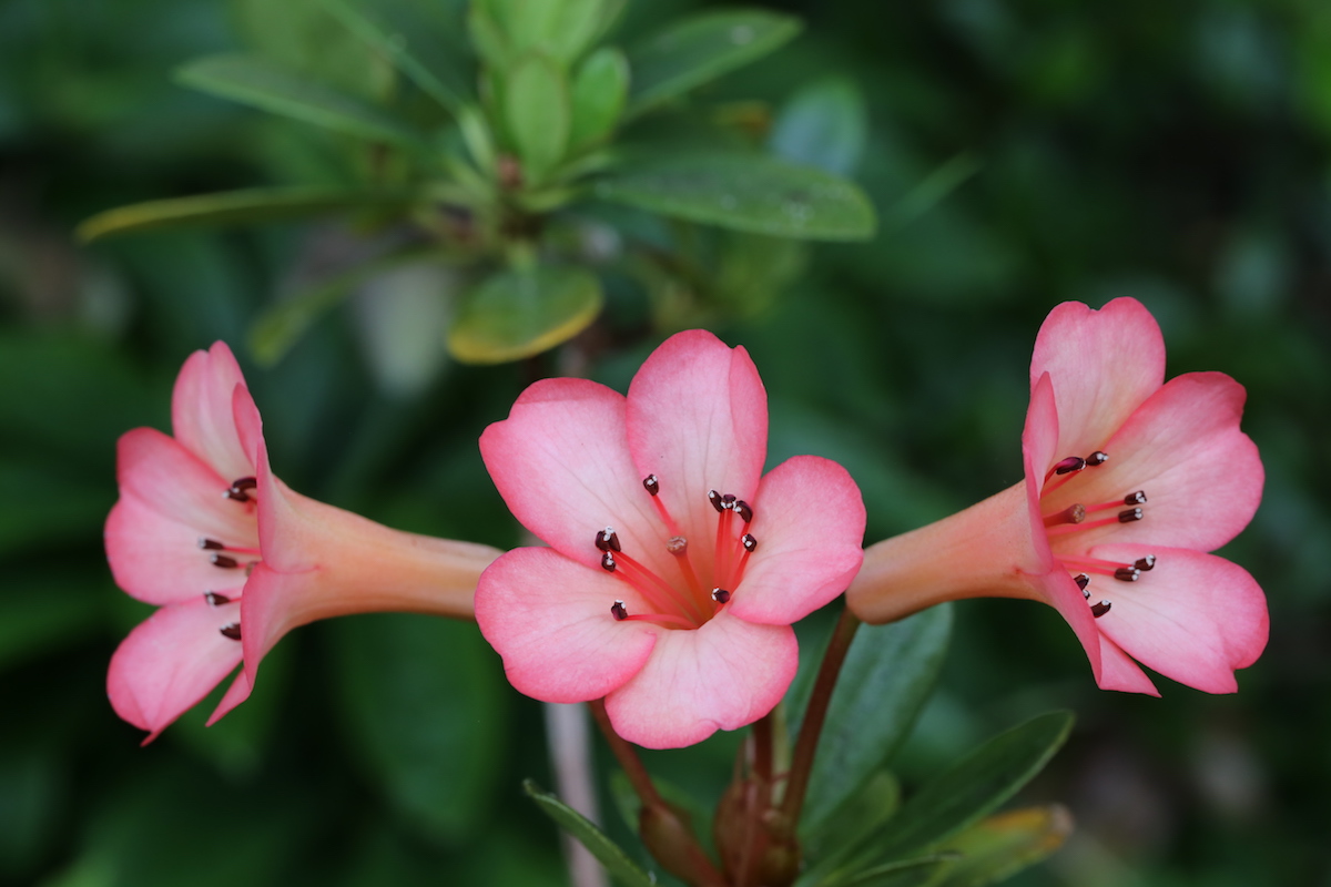 Saxon Blush Vireya